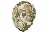 Massive, White Ammonite Fossil ( Lbs) - Madagascar #280485-2